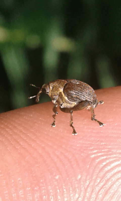 Mononychus punctumalbum (Ceutorhynchinae, Curculionidae)
